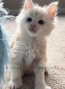 Cream Puff - Maine Coon Kitten For Sale - IL&comma; US