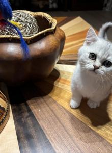Kevin - Munchkin Kitten For Sale - Gainesville&comma; GA&comma; US