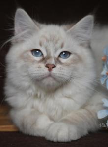 DAVID IZ TVERSKOGO KNYAZHESTVA - Siberian Kitten For Sale - NY, US DAVID IZ TVERSKOGO KNYAZHESTVA - Siberian Kitten For Sale - NY, US