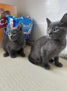 Blue - Russian Blue Kitten For Sale - Riverside, CA, US Blue - Russian Blue Kitten For Sale - Riverside, CA, US