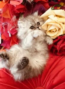 Prince Grayson - Exotic Kitten For Sale - Ponce De Leon, FL, US Prince Grayson - Exotic Kitten For Sale - Ponce De Leon, FL, US