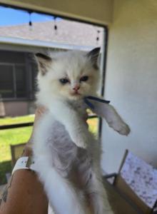 Afroditedolls Opal - Ragdoll Kitten For Sale - Bradenton, FL, US Afroditedolls Opal - Ragdoll Kitten For Sale - Bradenton, FL, US