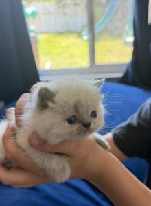 Himalayan blue point - Himalayan Kitten For Sale - Palm Coast, FL, US Himalayan blue point - Himalayan Kitten For Sale - Palm Coast, FL, US