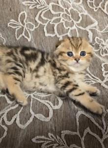 Elvira - Scottish Straight Kitten For Sale - Naperville&comma; IL&comma; US