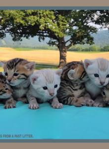 Expecting Litter Soon - Bengal Kitten For Sale - Needmore, PA, US Expecting Litter Soon - Bengal Kitten For Sale - Needmore, PA, US
