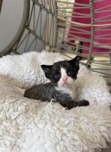 Oreoo - Devon Rex Kitten For Sale - Fontana, CA, US Oreoo - Devon Rex Kitten For Sale - Fontana, CA, US