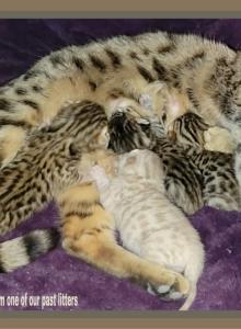 BENGAL LITTER BORN - Bengal Kitten For Adoption - Needmore, PA, US BENGAL LITTER BORN - Bengal Kitten For Adoption - Needmore, PA, US