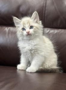 Pure breed Maine Coon - Maine Coon Kitten For Adoption - Auburn&comma; WA&comma; US