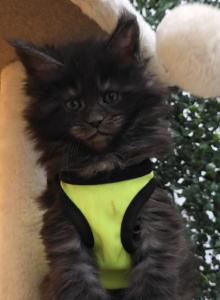 Yamir Black Smoke Polydactyl Boy - Maine Coon Kitten For Sale - Providence, RI, US Yamir Black Smoke Polydactyl Boy - Maine Coon Kitten For Sale - Providence, RI, US