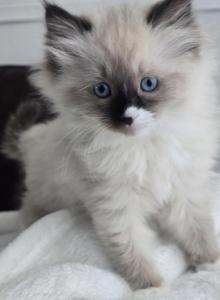 Bueatiful Ragdoll Girl - Ragdoll Kitten For Sale - Westfield&comma; MA&comma; US