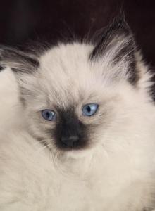 Bueatiful Ragdoll Girl - Ragdoll Kitten For Sale - Westfield, MA, US Bueatiful Ragdoll Girl - Ragdoll Kitten For Sale - Westfield, MA, US