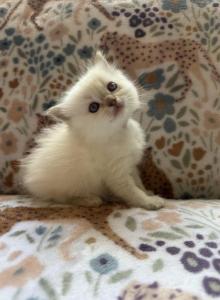 Strawberry - Ragdoll Kitten For Sale - Amherst&comma; NH&comma; US