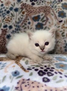Kiwi - Ragdoll Kitten For Sale - Amherst&comma; NH&comma; US