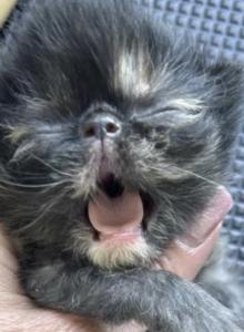 Tortoiseshell Girl - Persian Kitten For Sale - Clay&comma; PA&comma; US