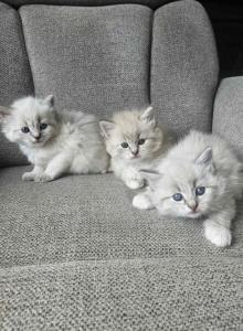 Siberian Nevas Kittens - Siberian Kitten For Sale - Westfield&comma; MA&comma; US