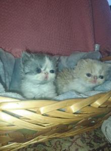 Dolly's - Persian Kitten For Sale - Sumner&comma; WA&comma; US