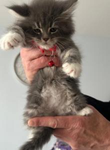 Maine Coon kittens - Maine Coon Kitten For Sale - Winfield&comma; IL&comma; US