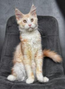 MaineCoonsLove - Maine Coon Kitten For Sale - Winfield&comma; IL&comma; US