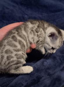 SocalExBengal - Bengal Kitten For Sale - Lake Elsinore&comma; CA&comma; US