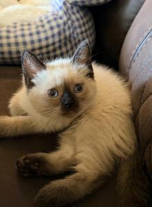 SUNSHINE LITTER - Siamese Kitten For Sale - Philadelphia&comma; PA&comma; US