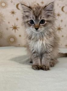 Rosie - Ragdoll Kitten For Sale - Ozark&comma; MO&comma; US