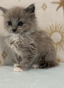Poppy - Ragdoll Kitten For Sale - Ozark&comma; MO&comma; US