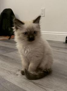 Himalayan Kittens - Himalayan Kitten For Sale - Laguna Woods&comma; CA&comma; US