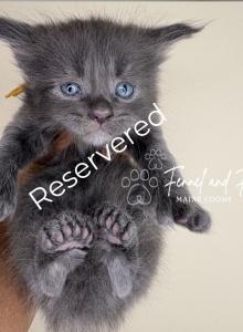 Overseer Hank Polydactyl Blue Smoke - Maine Coon Kitten For Sale - Villa Rica&comma; GA&comma; US