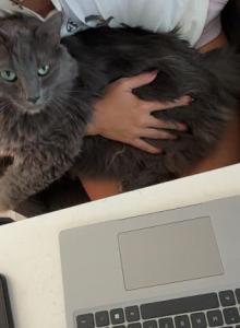 Tom - Russian Blue Cat For Adoption - Dripping Spgs&comma; TX&comma; US