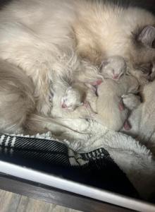 RAGDOLL OF BREVARD - Ragdoll Kitten For Sale - FL&comma; US