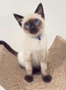 Fireworks Litter 1 - Siamese Kitten For Sale - Fallston&comma; MD&comma; US