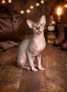 Lily litter - Sphynx Kitten For Sale - Chicago&comma; IL&comma; US