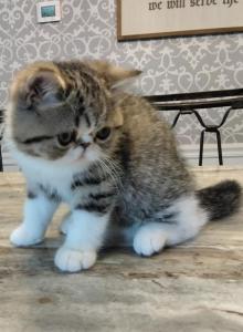 Le Motiff - Exotic Kitten For Sale - Bonita Springs&comma; FL&comma; US