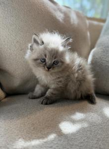 Theodore - Himalayan Kitten For Sale - Peoria&comma; IL&comma; US