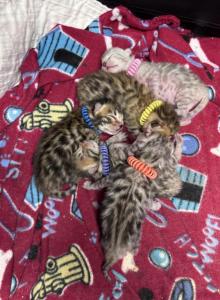 Storm and Simba's litter - Bengal Kitten For Sale - Tallahassee&comma; FL&comma; US