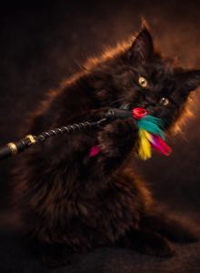 Maine Coon Show European Male Dark Elegance - Maine Coon Kitten For Sale - Firestone Park&comma; CA&comma; US