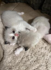 Purebred Ragdoll kittens born March 19 - Ragdoll Kitten For Sale - Beavercreek&comma; OH&comma; US