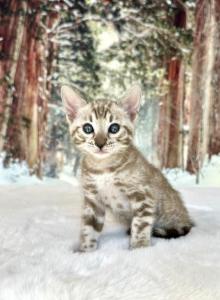 Hazel - Bengal Kitten For Sale - Corona&comma; CA&comma; US