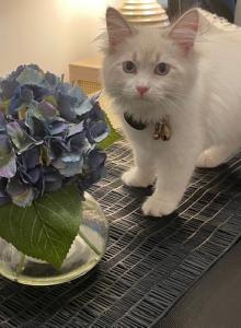 New litters on the way - Siberian Kitten For Sale - Cumming&comma; GA&comma; US