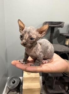 Sphynx bambino kittens - Sphynx Kitten For Sale - Lancaster&comma; CA&comma; US