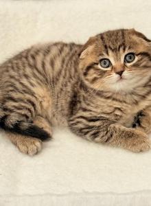 Lily - Scottish Fold Kitten For Sale - Chicago&comma; IL&comma; US