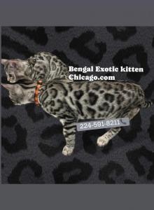 BENGAL KITTEN  CHARCOAL MALE - Bengal Kitten For Sale - Hoffman Est&comma; IL&comma; US