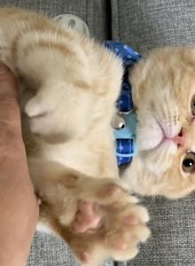 Garfield - Scottish Fold Kitten For Sale - Tustin&comma; CA&comma; US