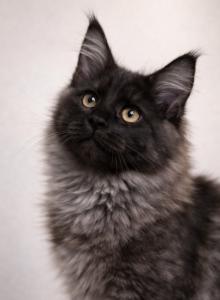Black Smoke Maine Coon Show European Cattery - Maine Coon Kitten For Sale - Firestone Park&comma; CA&comma; US