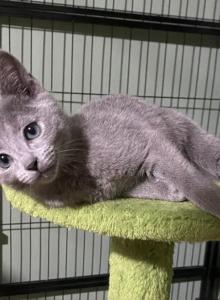 Wicked - Russian Blue Kitten For Sale - Brookline&comma; MA&comma; US