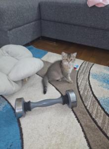 British Angels - British Shorthair Kitten For Sale - Brooklyn&comma; NY&comma; US