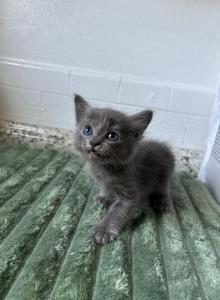 Tiny foot - Russian Blue Kitten For Sale - West Covina&comma; CA&comma; US