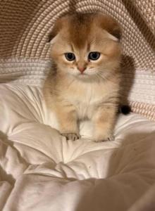 Boris - Scottish Fold Kitten For Sale - W Springfield&comma; MA&comma; US
