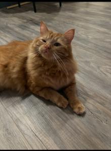 Snookie - Domestic Cat For Adoption - Houston&comma; TX&comma; US