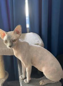 sphynx female cat for sale - Sphynx Kitten For Sale - Miami&comma; FL&comma; US